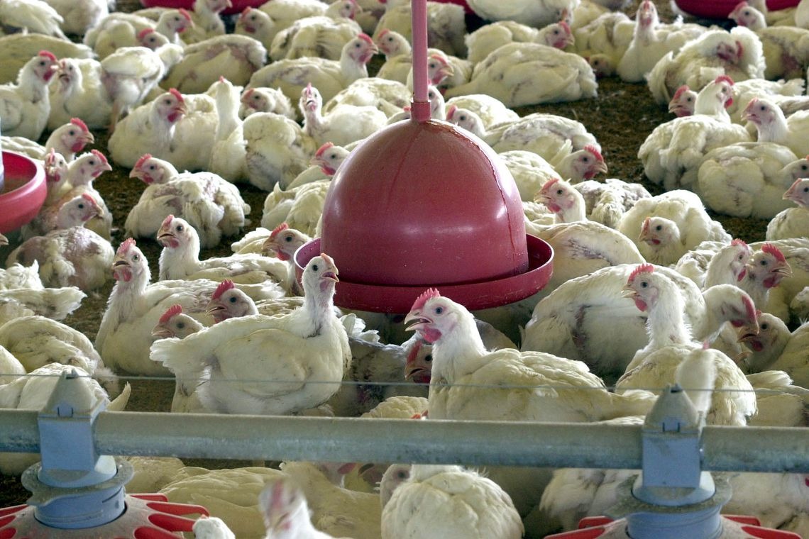 Produção de ovos de galinha cresce 6% no primeiro trimestre Agência Brasil