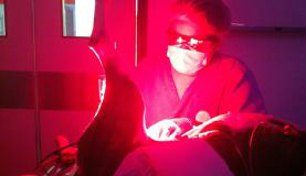 Terapia usada em cães pode ser passo para cura de câncer de pele em humanos (foto:Divulgação/Martha Rocha)