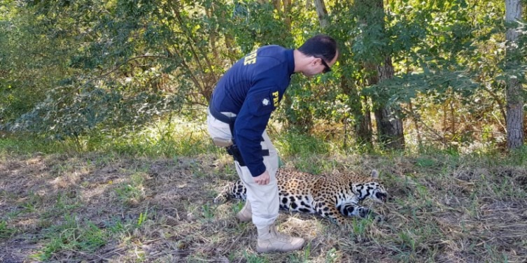 Onça-pintada é encontrada morta às margens da BR-262 Diário Corumbaense