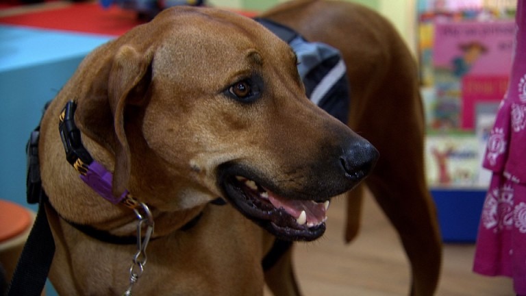 Ação ‘Campo Grande é o Bicho’ terá feira de adoção, vacinação e serviços PMCG