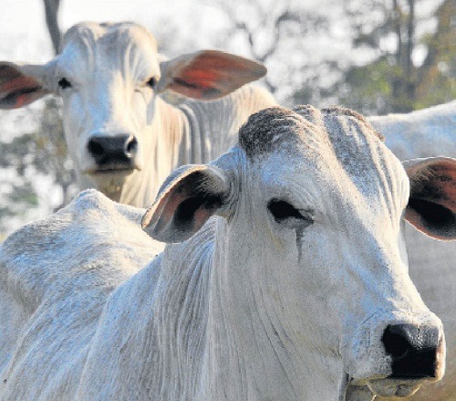 MS deve ter 7ª maior renda agropecuária do País, de R$ 28,2 bi Pecuária deverá manter quase que o mesmo rendimento obtido no ano passado, em MS - Foto: Valdenir Rezende / Correio do Estado