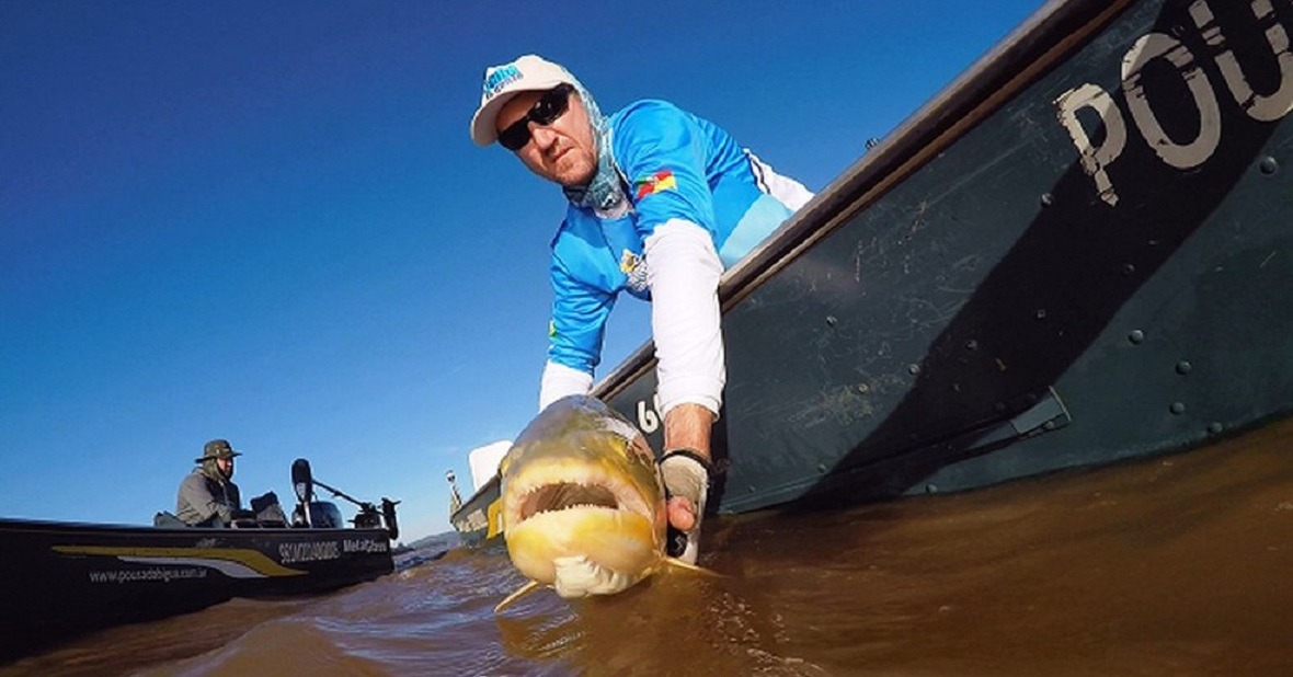 Pesca de dourado no Rio Paraguai: Captura proibida desde 2012 em Corumbá. Saul Schramm