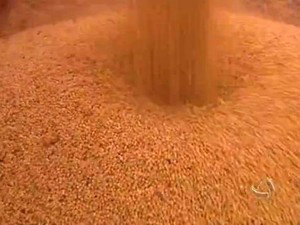 Cotações da soja em Chicago voltam ao patamar de 2010, diz consultoria Após relatório do USDA, preços da soja continuam a
recuar em Chicago (Foto: Reprodução/TVCA)