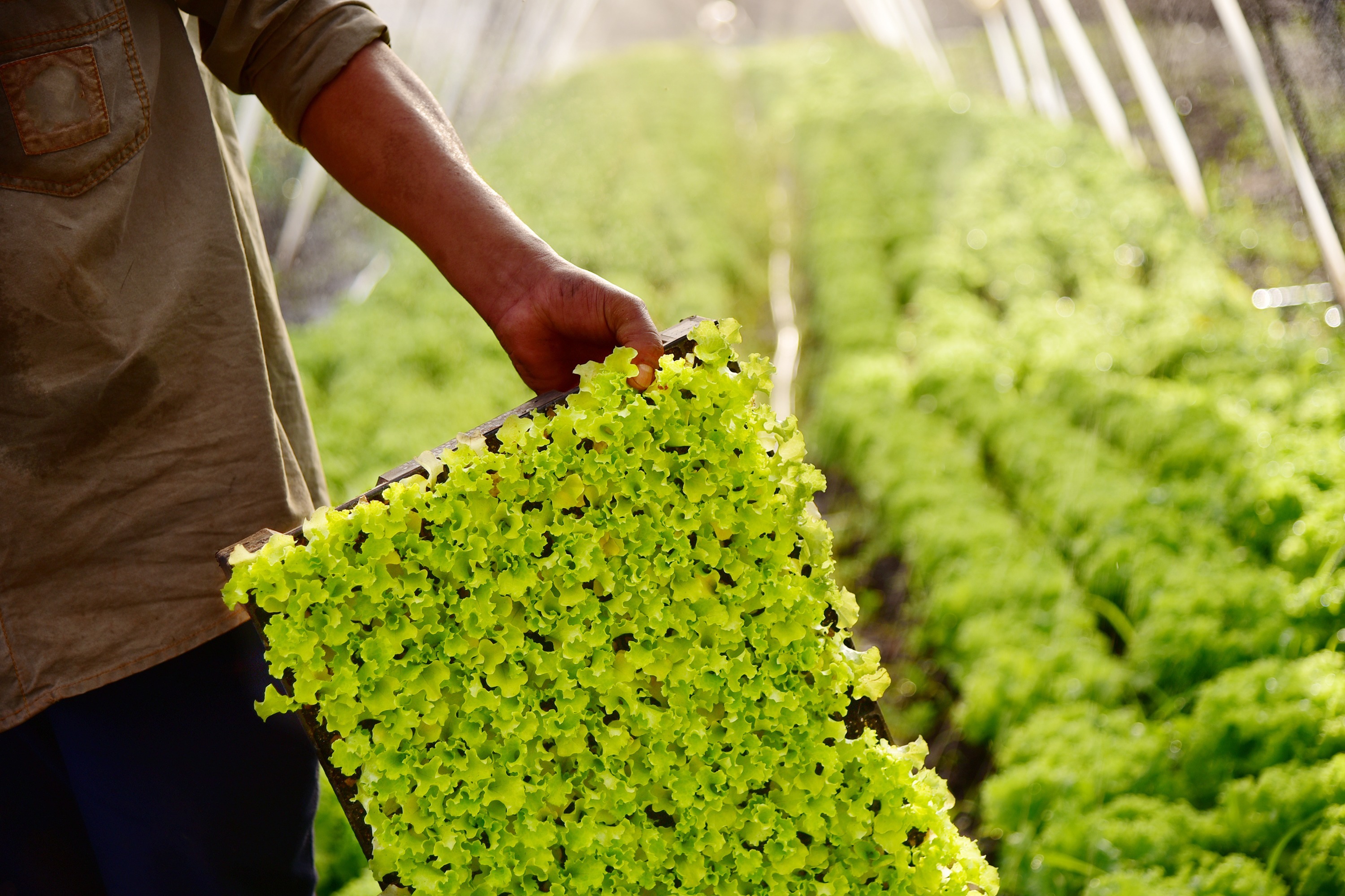 Congresso Brasileiro de Olericultura começa nesta segunda