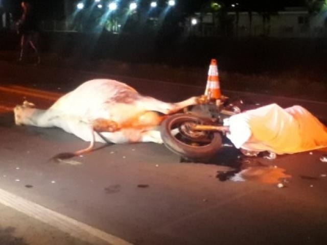 Motociclista morre na BR-262 depois de atropelar uma vaca Redes sociais