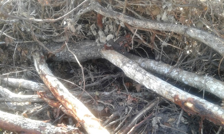 Fazendeiro é multado em R$ 37 mil por desmatamento de vegetação nativa Fazendeiro é multado em R$ 37 mil por desmatamento de vegetação nativa