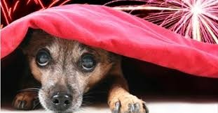 Donos de animais domésticos devem preparar ambiente para noite de Ano Novo