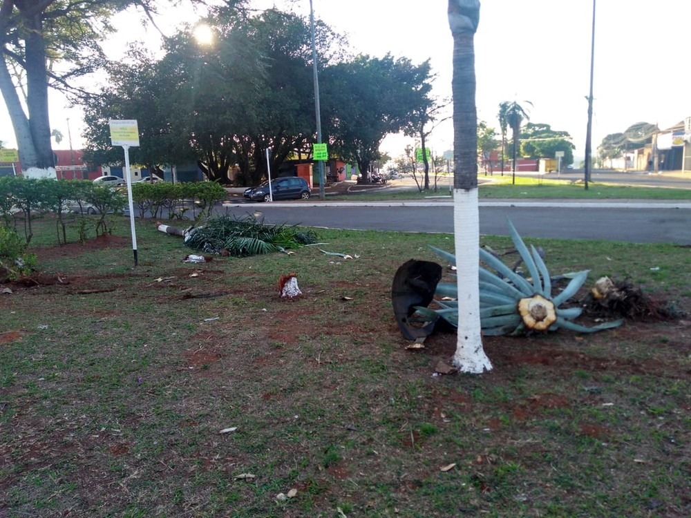 Canteiro central na avenida Manoel da Costa Lima com a Marechal Rondon. Osvaldo Nóbrega/TV Morena