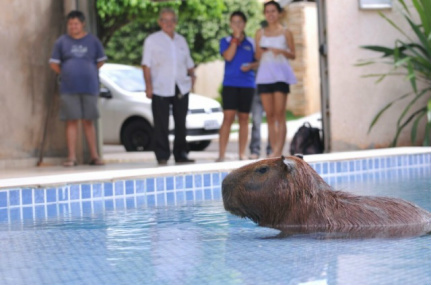 Capivara entra em casa, pula na piscina e vira atração de vizinhança Capivara virou atração da vizinhança, na rua Domingos Marques, no bairro Vilas Boas (Foto: Alcides Neto)