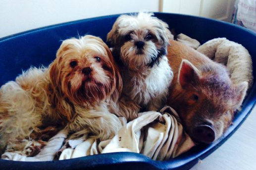 Porquinho faz sucesso na web por achar que é um cachorro Porquinho faz sucesso na web por achar que é um cachorro