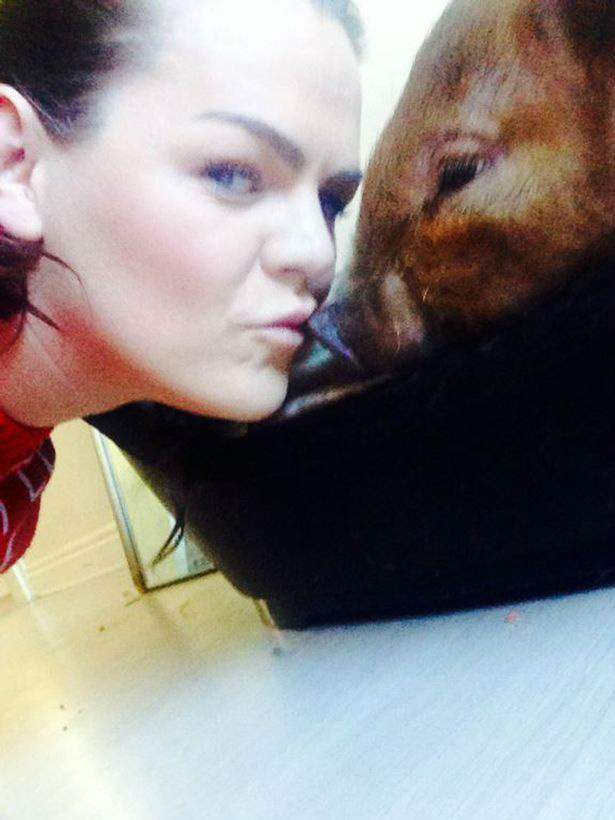 Porquinho faz sucesso na web por achar que é um cachorro Porquinho faz sucesso na web por achar que é um cachorro