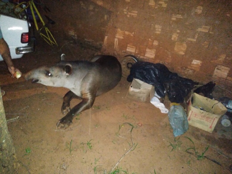 Anta é capturada transitando pelas ruas da Capital; veja vídeo Anta é capturada transitando pelas ruas da Capital; veja vídeo