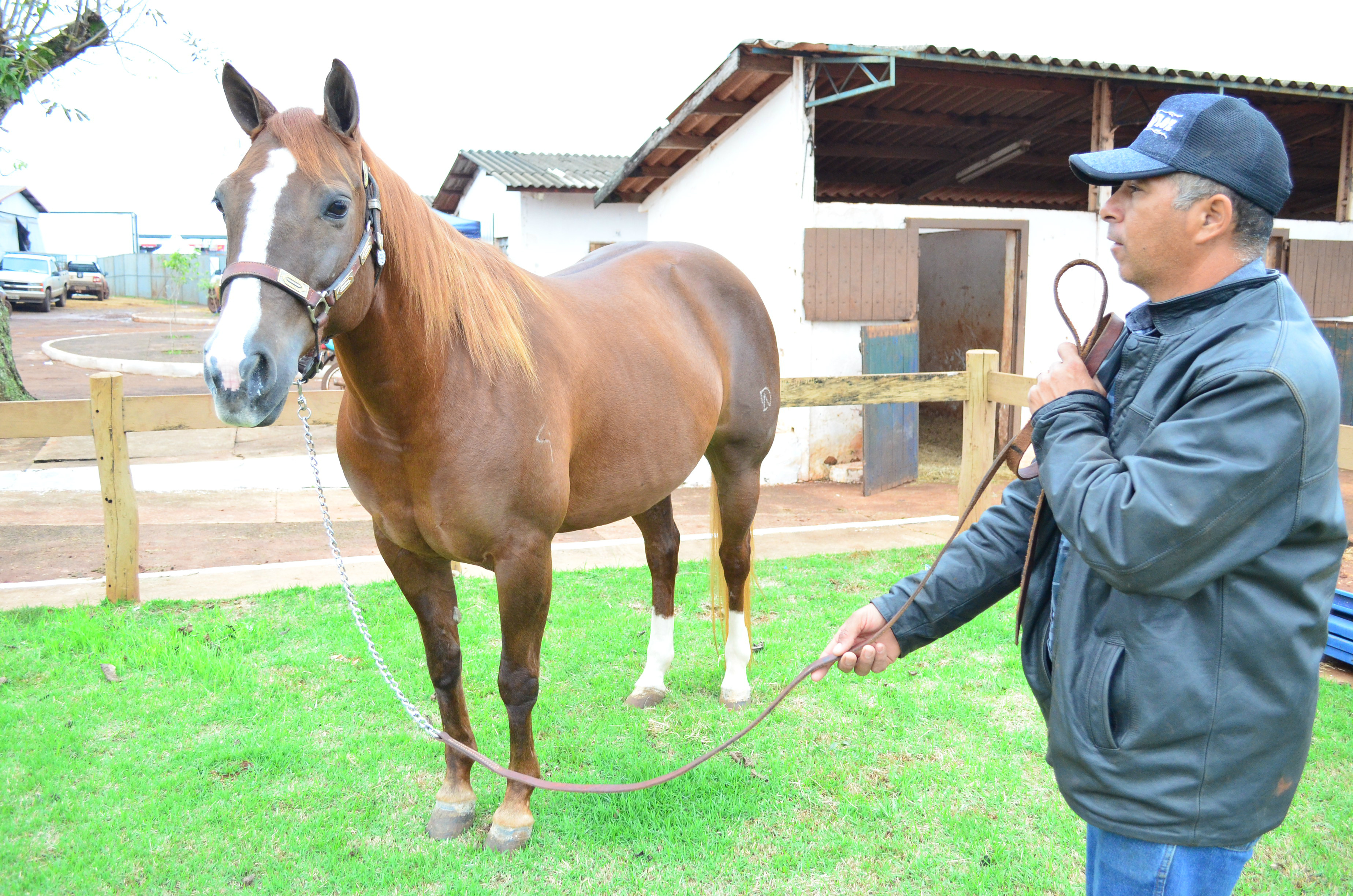 Powder Red de 10 anos tem títulos de nível nacional possui genética campeã (Foto: Eliel Oliveira)