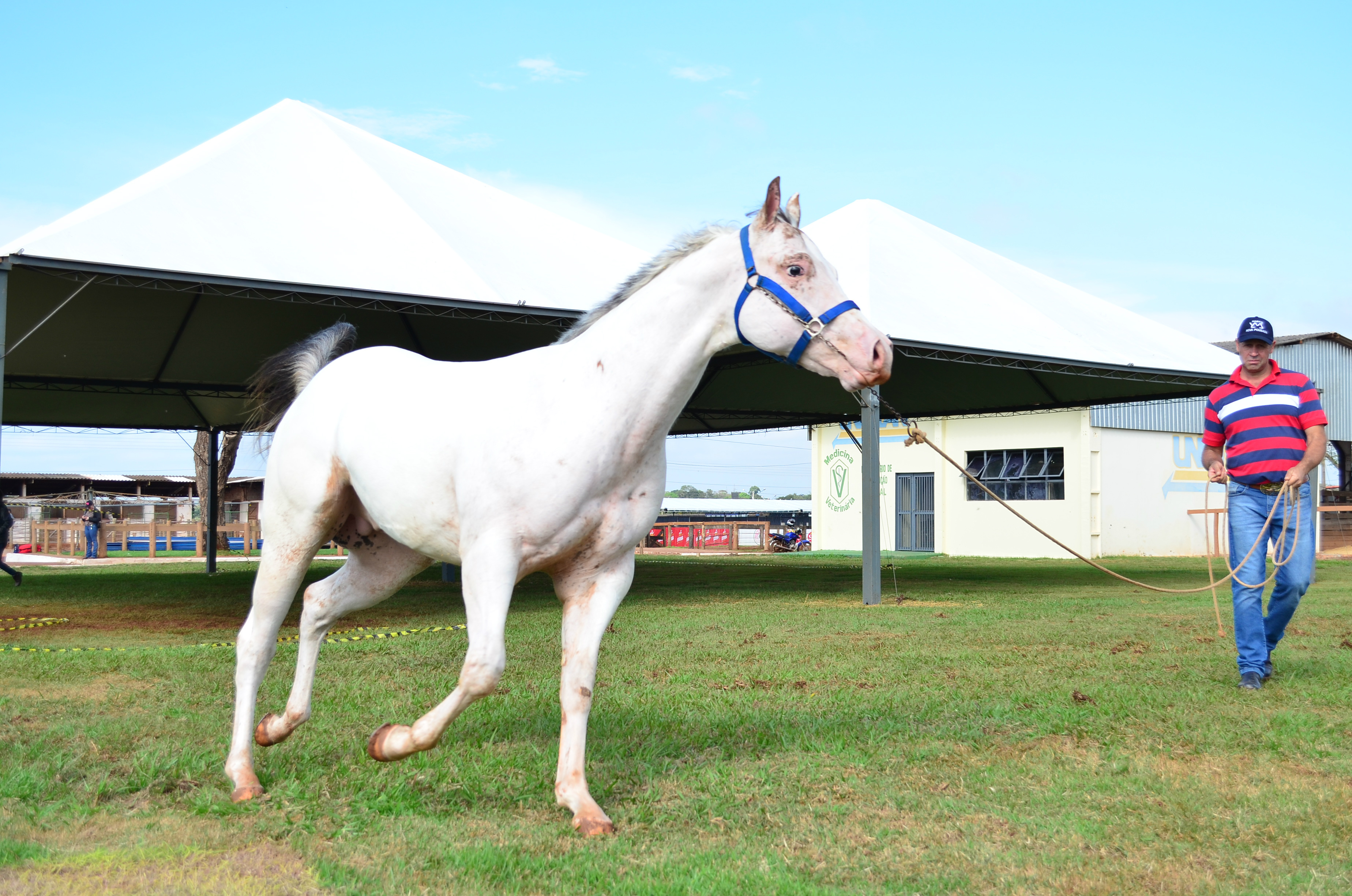 O cavalo da raça Appaloosa é um dos competidores da Prova Halter Cup, que acontece amanhã na Expoagro (Foto:Eliel Oliveira)