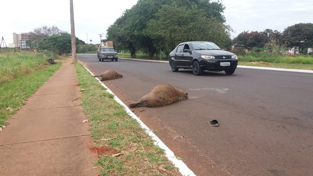 Duas capivaras morrem atropeladas na Avenida Thirson de Almeida Osvaldo Nóbrega/TV Morena
