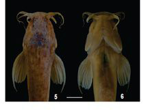 Peixe recém-descoberto em gruta de Goiás já está ameaçado de extinção Batizado com o nome de Ituglanis boticario, é um peixe já ameaçado de extinçãoSociedade Brasileira de Zoologia/Todos Direitos Reservado