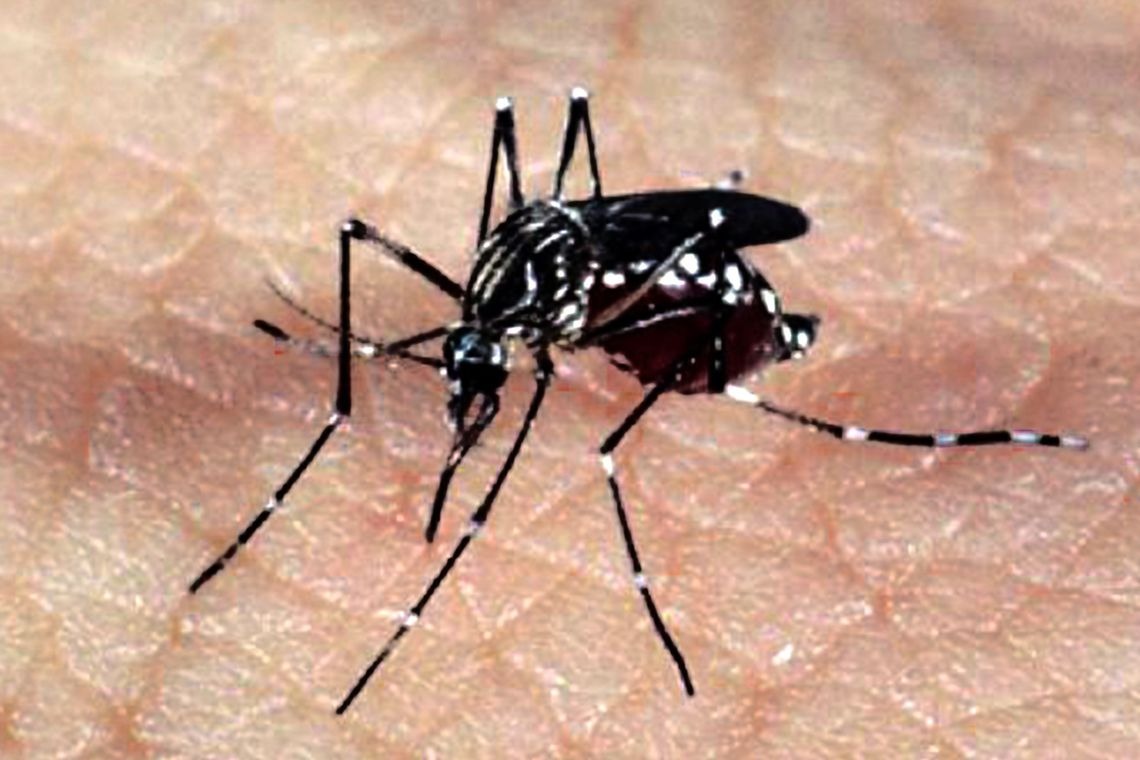 Saúde investiga suspeita por dengue hemorrágica em uma criança no interior