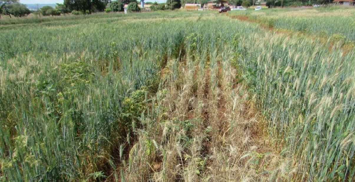 Sociedade Nacional de Agricultura