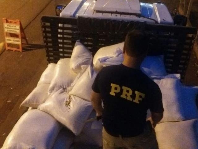 PRF apreende carga com sementes de maconha escondidas em milho