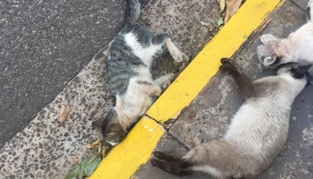 Idosa de 83 anos mata 4 filhotes de gato à pauladas e via para delegacia