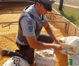 Uma tonelada de maconha é apreendida em meio a carga de milho Uma tonelada de maconha é apreendida em meio a carga de milho