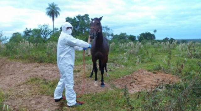 Divulgação/Iagro
