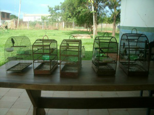 Jovem é autuado em R$ 2,5 mil por criar aves silvestres ilegalmente Jovem é autuado em R$ 2,5 mil por criar aves silvestres ilegalmente