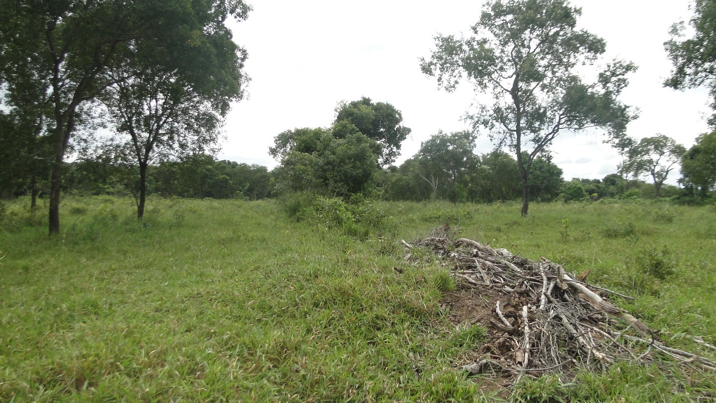 Pecuarista é autuado por desmatamento ilegal em Jardim