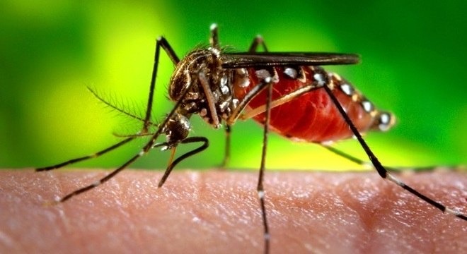 Pragas urbanas podem ser evitadas com alguns cuidados