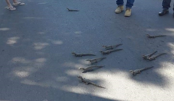 Inusitado: filhotes de jacaré param trânsito ao atravessar a rua Weimara Loureiro/Portal de Aquidauana