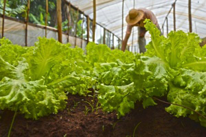 Horticultura de Mato Grosso do Sul atende 35% da demanda interna Qualificação promove aumento da produção (Foto: Divulgação)