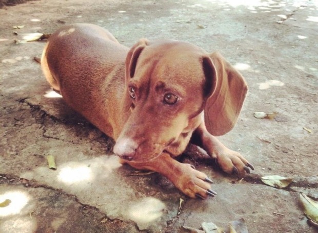 Câncer de mama atinge pets e diagnóstico precoce é aliado na cura da doença Câncer de mama atinge pets e diagnóstico precoce é aliado na cura da doença