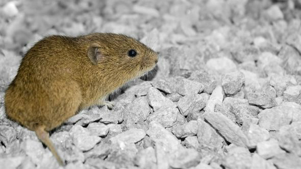 A surpressão do hormônio vasopressina nos ratos do deserto deteriora ligação entre parceiros