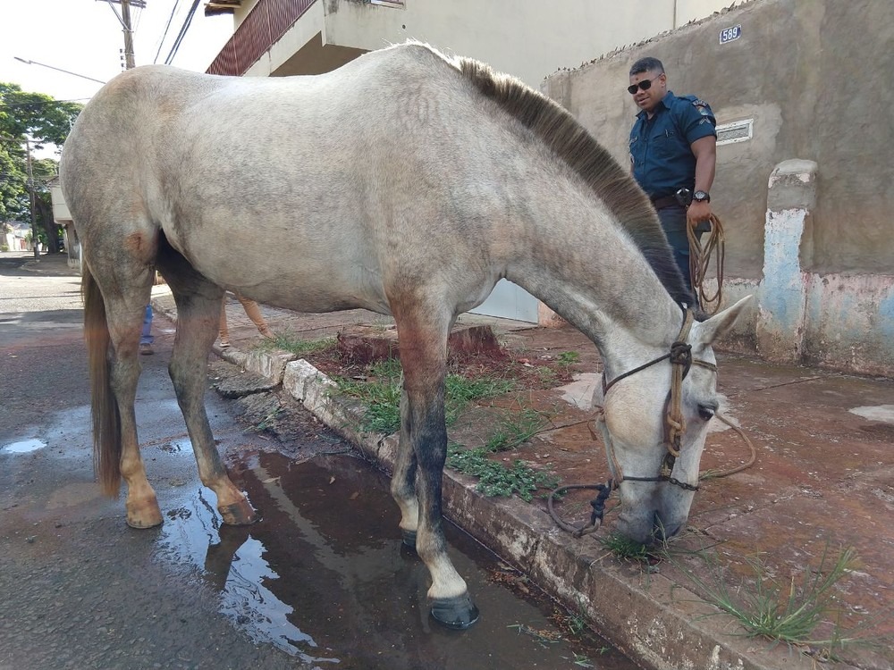 Homem é levado para delegacia ao tentar lucro de R$ 300 com égua furtada, diz polícia Animal teria sido furtado e foi encaminhado ao CCZ (Foto: Ariovaldo Dantas)