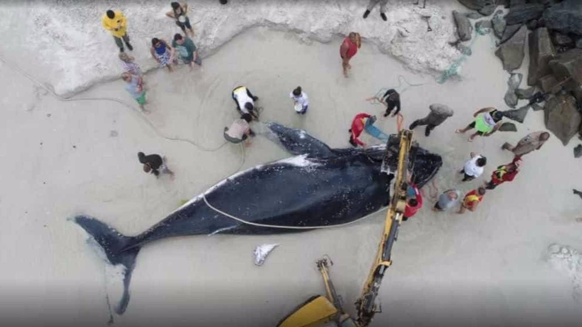 Ao menos 30 agentes tentam salvar baleia encalhada no Rio
