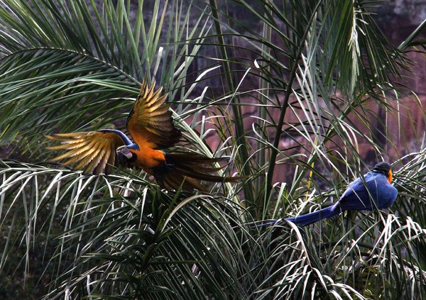 Convívio: araras azuis e outras aves recepcionam quem circula de carro, bicicleta ou a pé pela estrada de Piraputanga.
