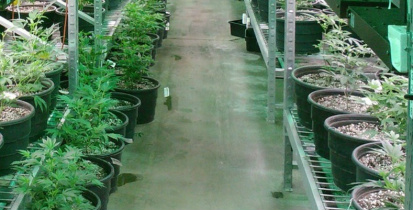 Na Holanda, telhados secos durante inverno denunciam plantações de maconha