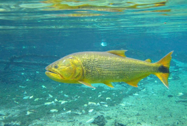 Aprovada a proibição da captura e comercialização do peixe Dourado