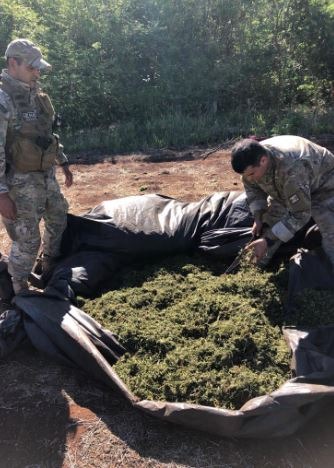 Senad destrói 22 campos de maconha na região de fronteira
