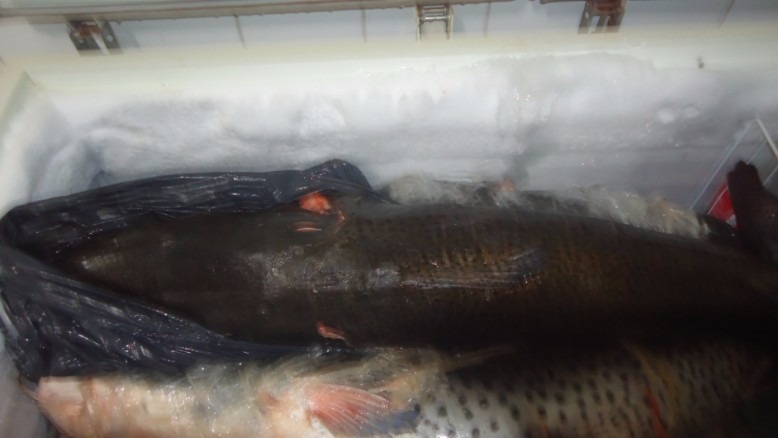 Turista paulista é preso e multado por transporte de 116 kg de pescado