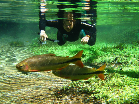 Aquário Natural, em Bonito (Foto: Divulgação/Prefeitura de Bonito)
