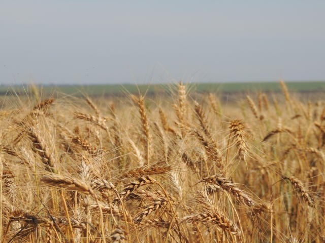 Preços mínimos da laranja, trigo e arroz são reajustados A maioria dos reajustes vale para a safra 2020/2021