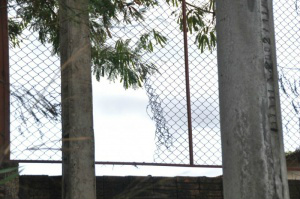 Criminosos romperam tela para invadir pátio da delegacia. (Foto: Marcelo Calazans)