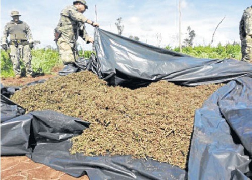 Policiais da Senad destroem maconha apreendida - Foto: Divulgação