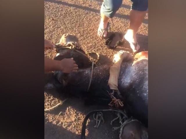 Cavalo desmaia enquanto puxa carroça em Dourados Foto: Reprodução