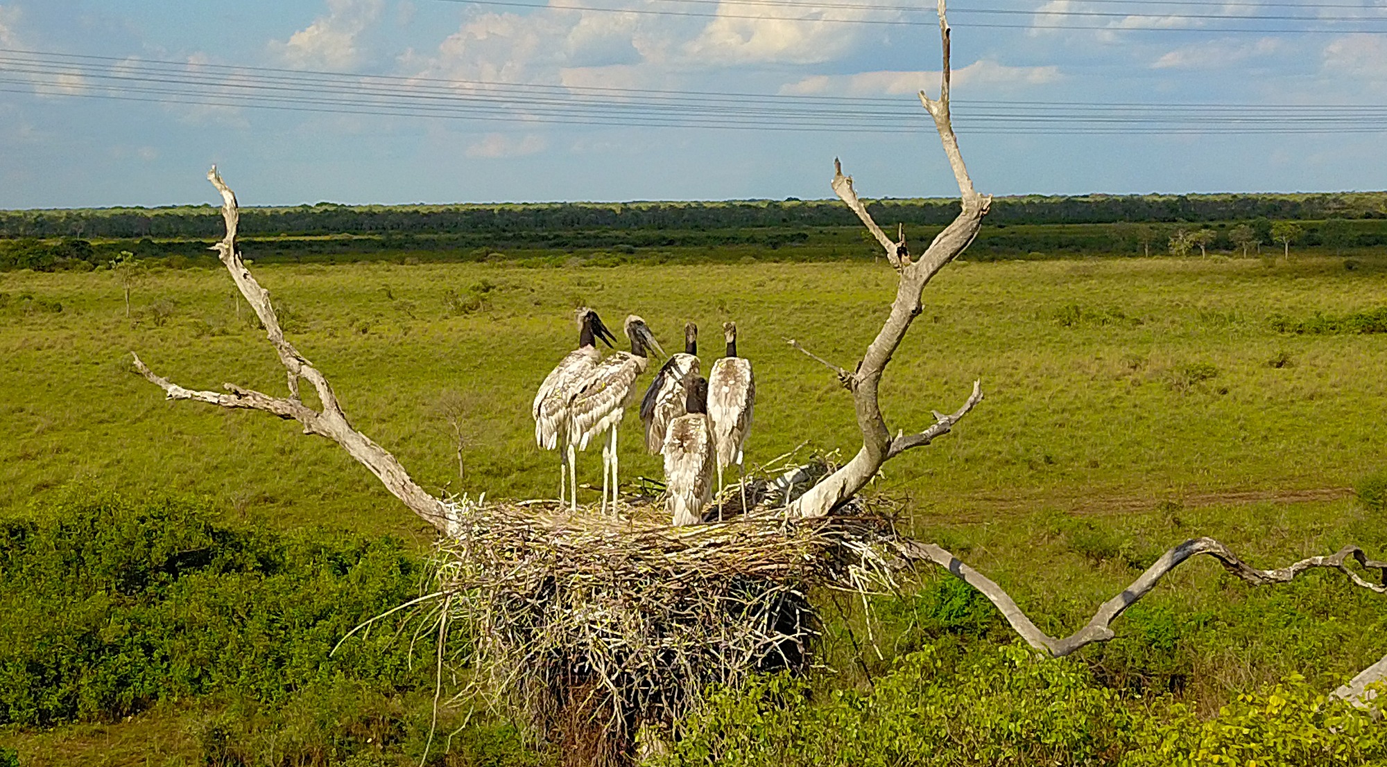 Ninho com filhotes de tuiuiú na região do Pantanal. Edemir Rodrigues