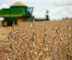 Clima ajuda e colheita da soja deve chegar a 9 milhões de toneladas neste ano Cerca de 85% da área de soja concluiu colheita - João Carlos Castro/Famasul