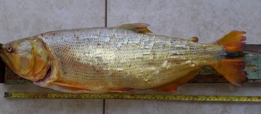Pescador paranaense é flagrado com Dourado, peixe com pesca proibida