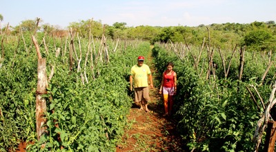 Modelo de eficiência dos programas governamentais voltados ao pequeno produtor, o casal Valdete e Nilda produzem 28 itens na propriedade de 4,5 hectares

