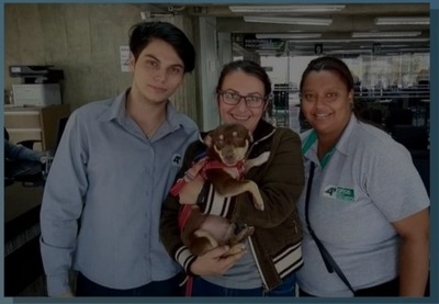Animais de estimação recebem microchip e até certidão de nascimento em MS Animais de estimação têm microchip e até certidão de nascimento em MS